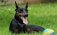 德国宾莎犬怎么养？感兴趣的来看看吧