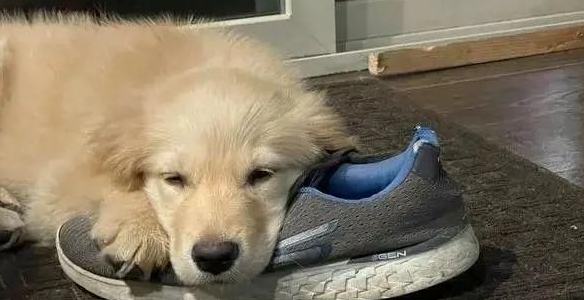 狗狗为什么把主人的鞋叼走了
