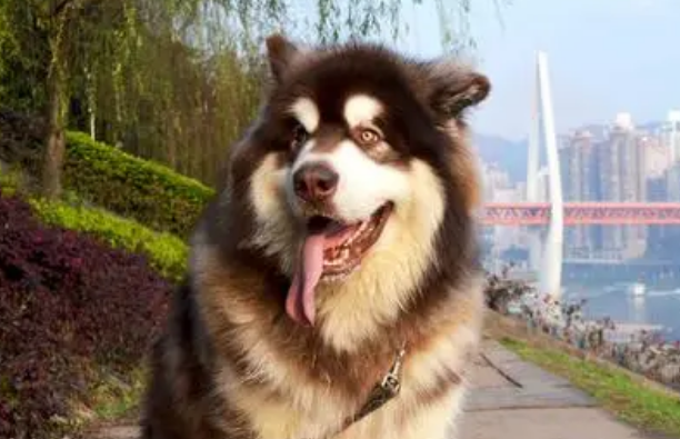 阿拉斯加犬能长多大?不妨来看看吧 阿拉斯加犬能长多大?不妨来看看吧