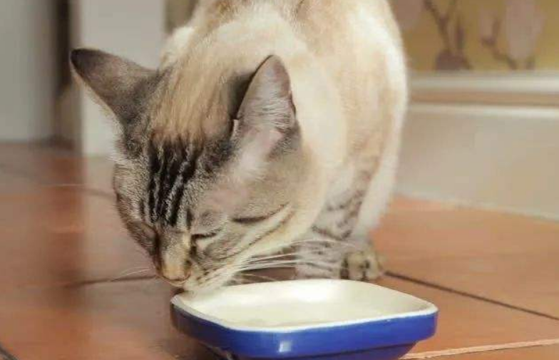 猫咪喝水用塑料碗会黑下巴吗 猫咪喝水用塑料碗会黑下巴吗