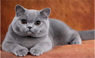 蓝猫算是名贵猫吗