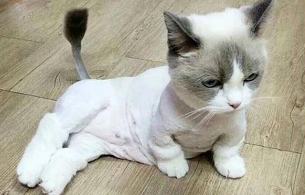 为什么猫咪要剪掉毛