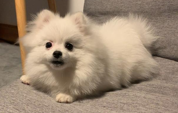家养的狗为什么会很臭 家养的狗为什么会很臭