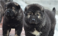 哪里有高加索幼犬出售