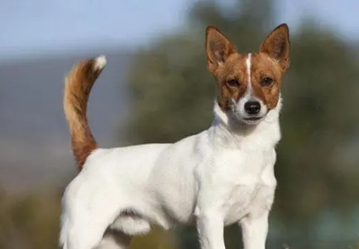 葡萄牙波登可犬怎么训练？来看看吧