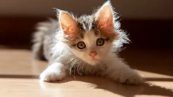 猫鼻子干燥嗜睡无精神