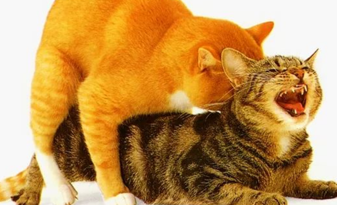 猫配对的时候为什么叫那么惨