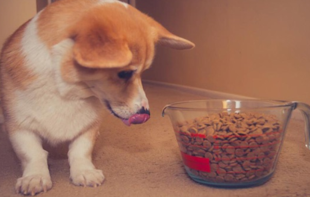 幼犬如何增加狗粮食量 幼犬如何增加狗粮食量