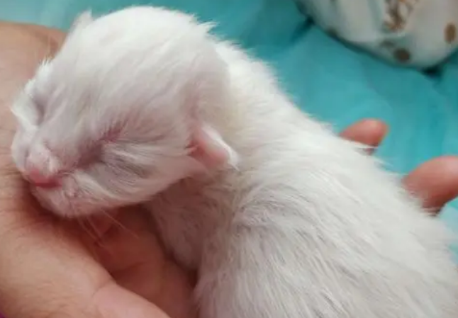 小猫刚出生 不动不呼吸 小猫刚出生 不动不呼吸