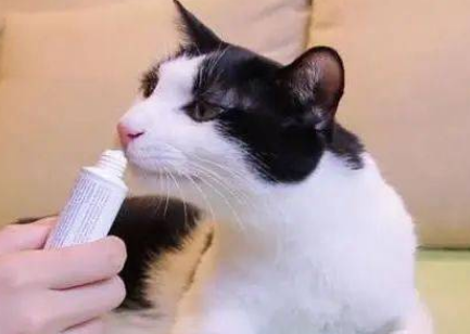 猫咪能不能吃儿童牙膏