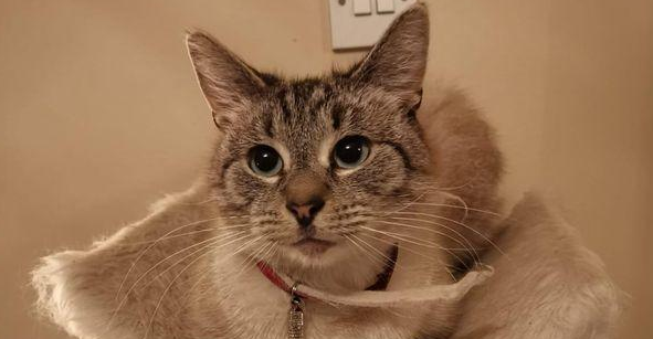 猫咪出门溜达，带回“警告信”：管好你的猫