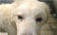 狗狗眼睛红肿能自愈吗