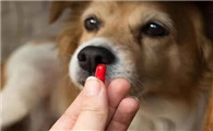 狗狗吃去虫药为什么呕吐呢