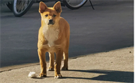 土狗狼嚎对主人不吉利吗？快来瞧瞧！