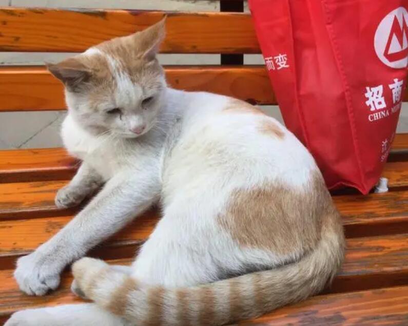 流浪猫可以带回家吗？它会是你寻找的伴侣吗？