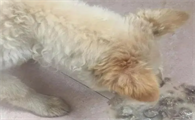 狗狗为什么会呕吐白色泡沫粘液