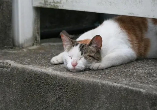 流浪猫养多久才认主人？速来了解一波~