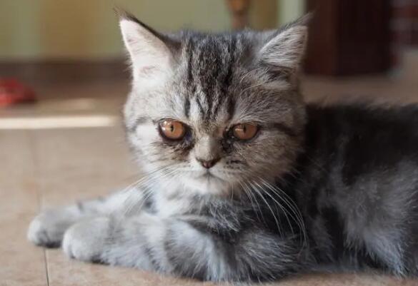 蓝虎斑猫是杂交猫吗 蓝虎斑猫是杂交猫吗