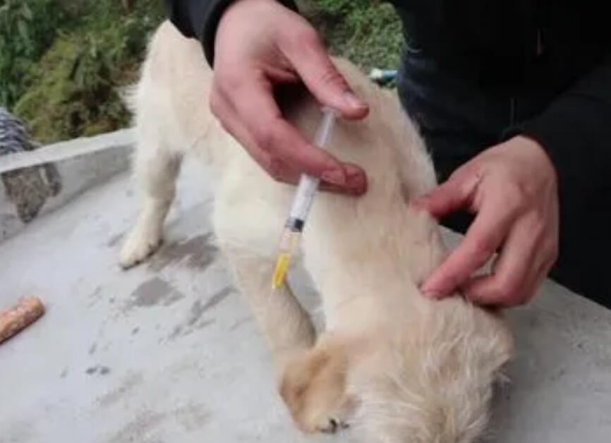 狗打完疫苗一碰就叫没精神
