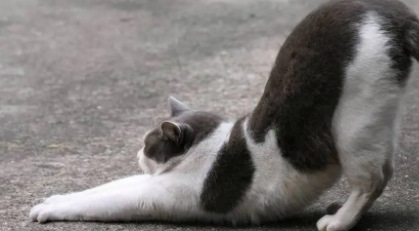 猫咪为什么翘着屁股叫唤呢