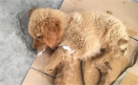 小狗吐白沫不吃东西没精神吃什么药