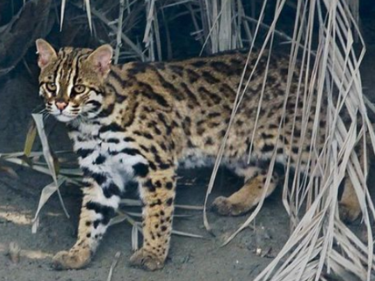 打死一只豹猫要判多少年 打死一只豹猫要判多少年