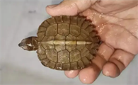 亚巨是什么乌龟