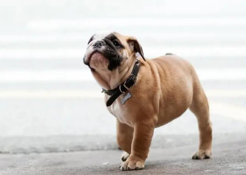 英国斗牛犬价格是多少?这样的它值得拥有吗? 英国斗牛犬价格是多少?这样的它值得拥有吗?