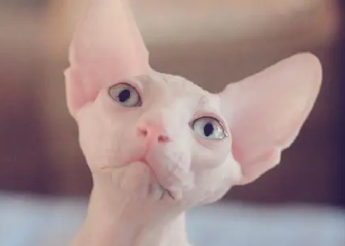 无毛猫有胡子吗？感兴趣的来看看吧