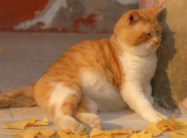 橘猫为什么怕橘子？来这里了解下吧