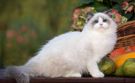 宠物猫常见的猫的品种