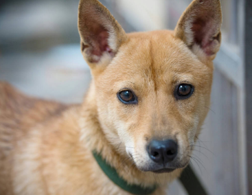 今日解答：中华田园犬怎么分辨