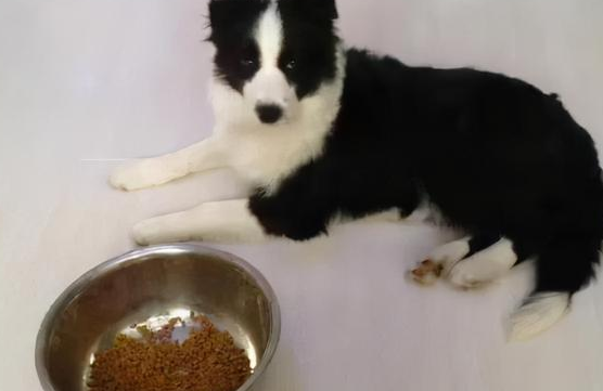 如何给边境牧羊犬做狗粮呢 如何给边境牧羊犬做狗粮呢