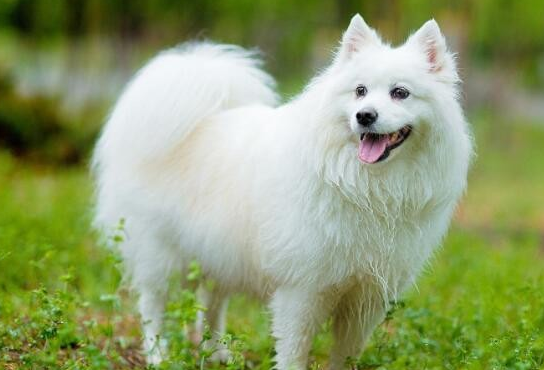 银狐犬怎么洗澡?来了解下吧 银狐犬怎么洗澡?来了解下吧