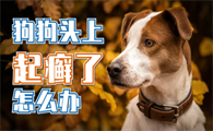 狗狗为什么会头上起癣的原因
