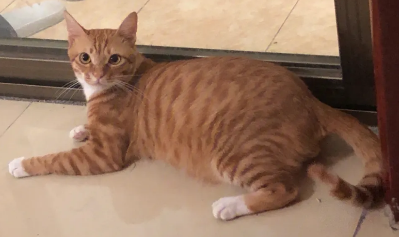 橘猫为什么不胖脸？要帮助调理肠胃
