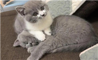 英短蓝猫和什么猫配出来好看