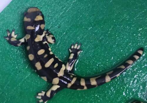 蝾螈一直在水里会死吗