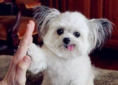 狗下巴脱臼的症状图片