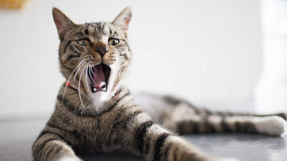 猫咪为什么偷偷攻击人呢怎么回事