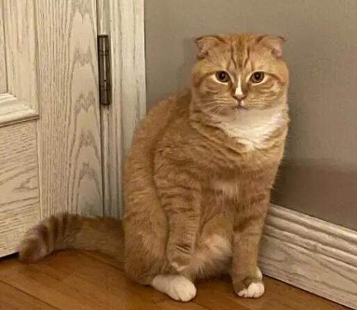 橘猫为什么喜欢吃草?吃草解渴? 橘猫为什么喜欢吃草?吃草解渴?