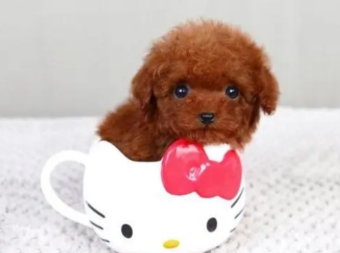 不需要溜的小型犬
