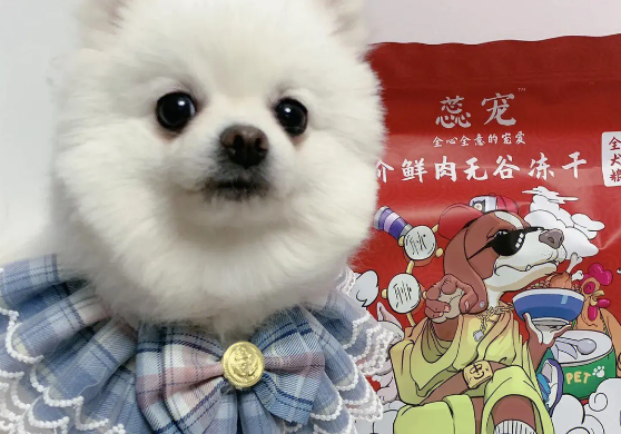 如何饲养博美犬狗粮呢