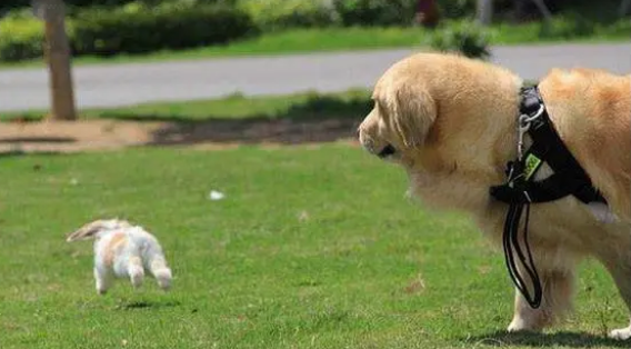 小型犬和大型犬的区别 小型犬和大型犬的区别