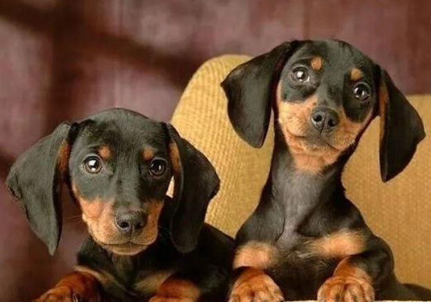 腊肠犬的智商排名第几位 腊肠犬的智商排名第几位