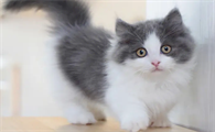 拿破仑矮脚猫蓝白多少钱