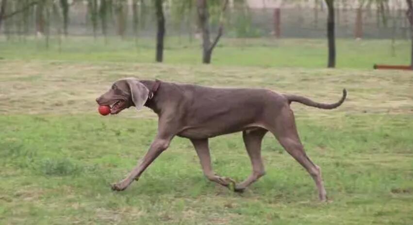 威玛猎犬怎么喂养?你知道多少? 威玛猎犬怎么喂养?你知道多少?