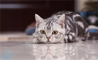小猫咪怎么训练听话
