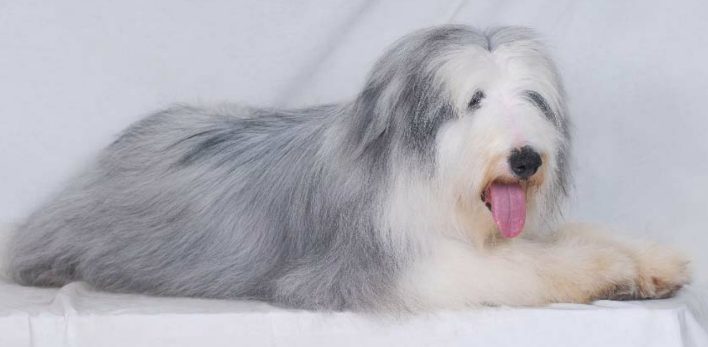 养长须柯利牧羊犬要注意什么？宠主该怎么护理？