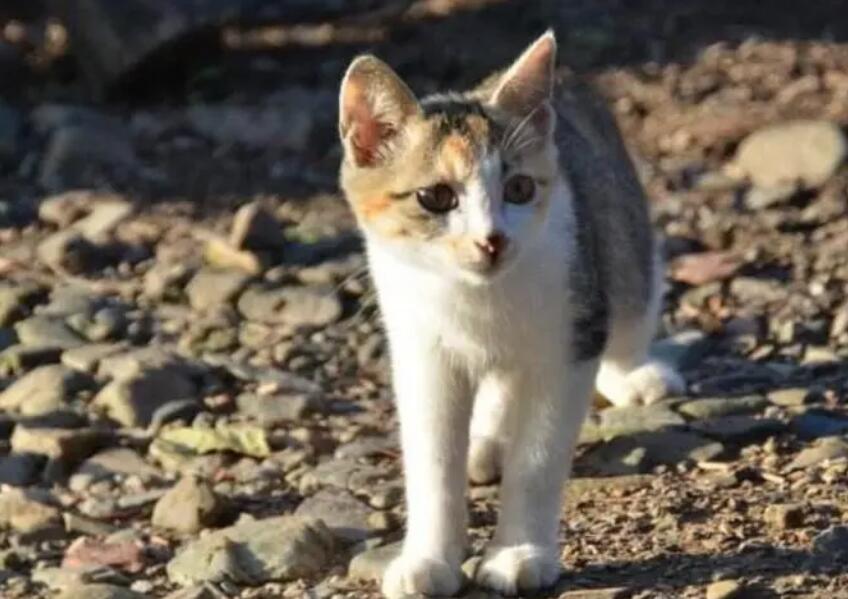 村的猫丢了怎么找回来视频